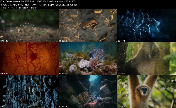 307274544_super-natural-s01e05-720p-hevc-x265-megusta.jpg