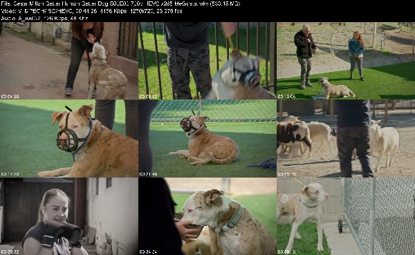 304252992_cesar-millan-better-human-better-dog-s02e02-720p-hevc-x265-megusta.jpg