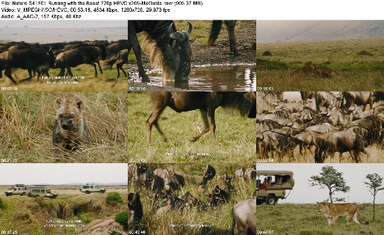 313574065_nature-s41e01-running-with-the-beest-720p-hevc-x265-megusta.jpg